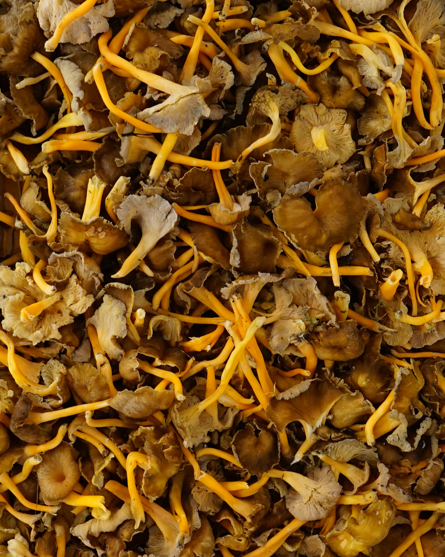 E-commerce Ropenroll